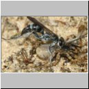 Pompilus cinereus - Wegwespe w52a mit Spinne - Sandgrube Niedringhaussee.jpg